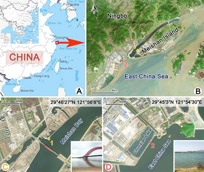 Morphology and molecular phylogeny of two new Aspidisca species (Ciliophora, Spirotrichea, Euplotida) collected from subtropical coastal waters in China